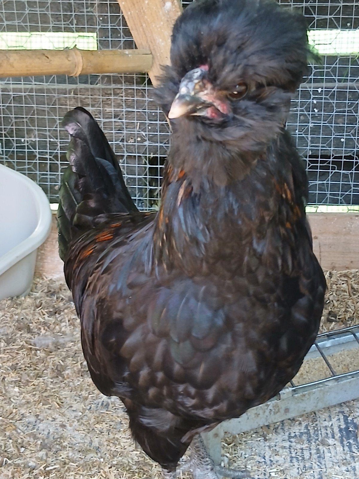 Padua haan, Dieren en Toebehoren, Ophalen