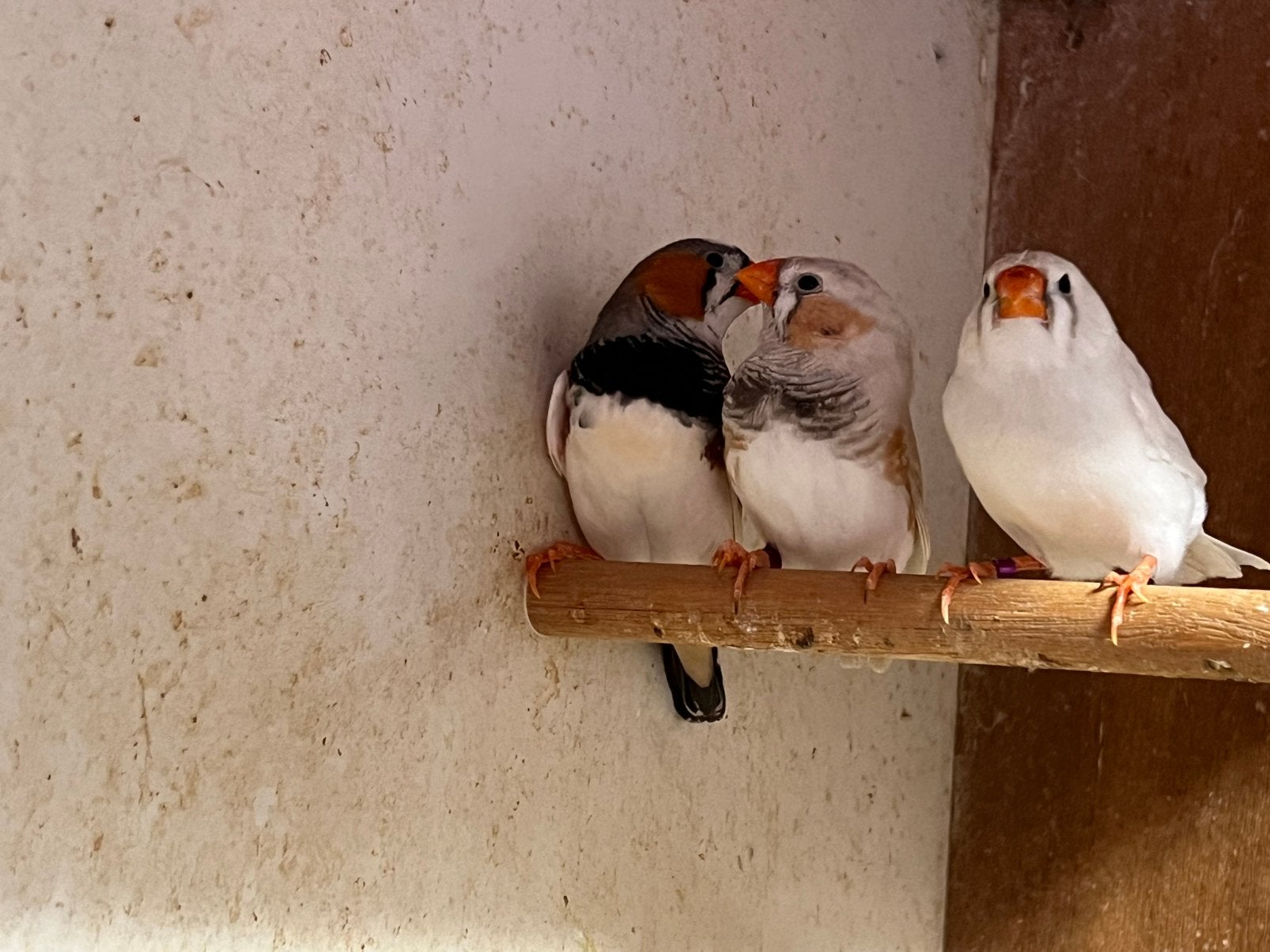 Des pinsons zèbres., Animaux & Accessoires, Plusieurs animaux, Oiseau tropical