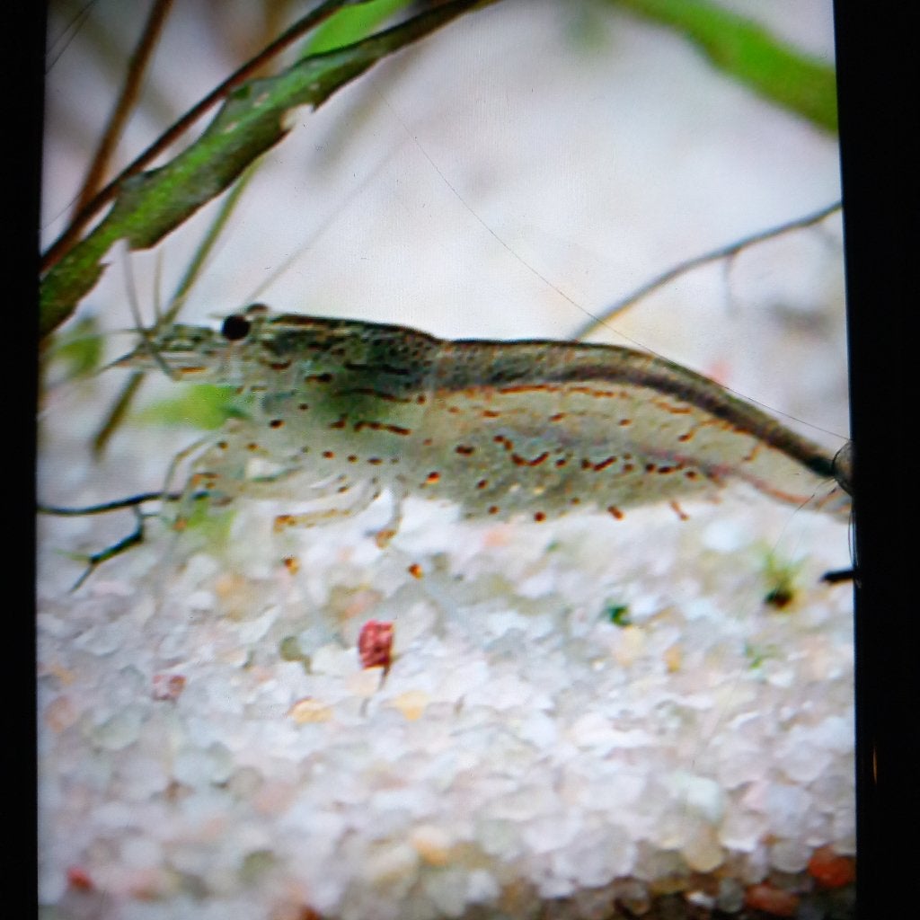 Neocaridina garnaal, Dieren en Toebehoren, Kreeft, Krab of Garnaal, Zoetwatervis