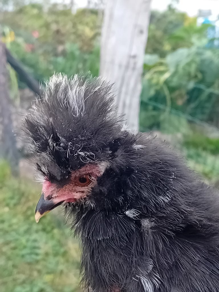 Zijdehoen mottled haan zoekt nieuw huisje., Mannelijk, Kip