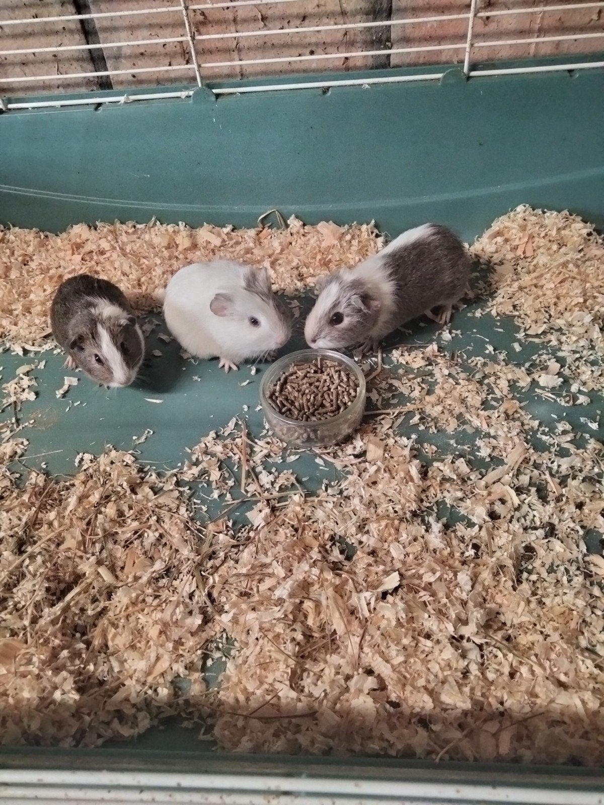 Belles cobayes femelles, Animaux & Accessoires, Rongeurs, Juillet, Femelle, Cobaye