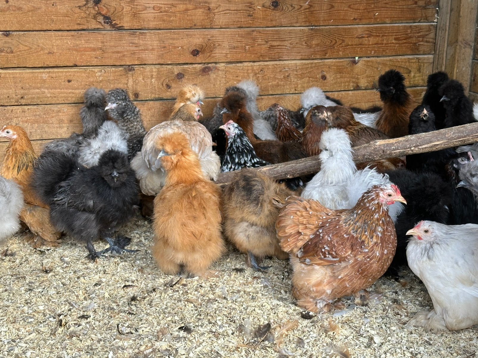 Zijdehoender verschillende kleuren, Dieren en Toebehoren
