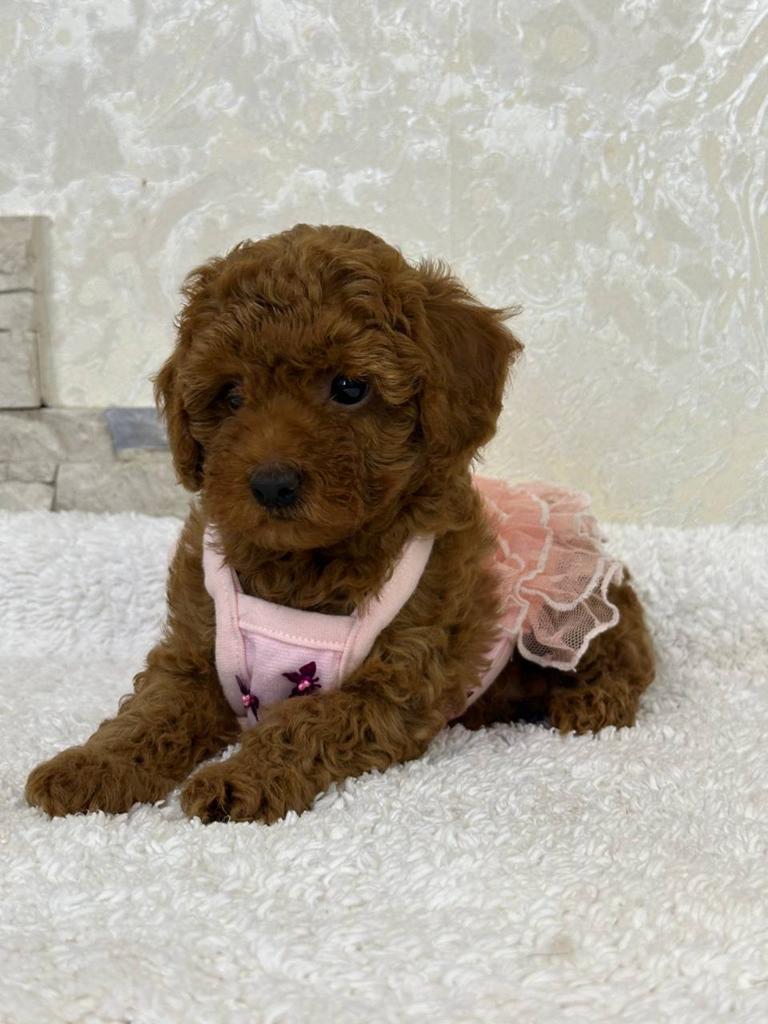 Klein, Schattig en Vol Liefde - Toy Poedel Meisje te Koop!, Dieren en Toebehoren, Honden | Chihuahua's en Gezelschapshonden, Poedel