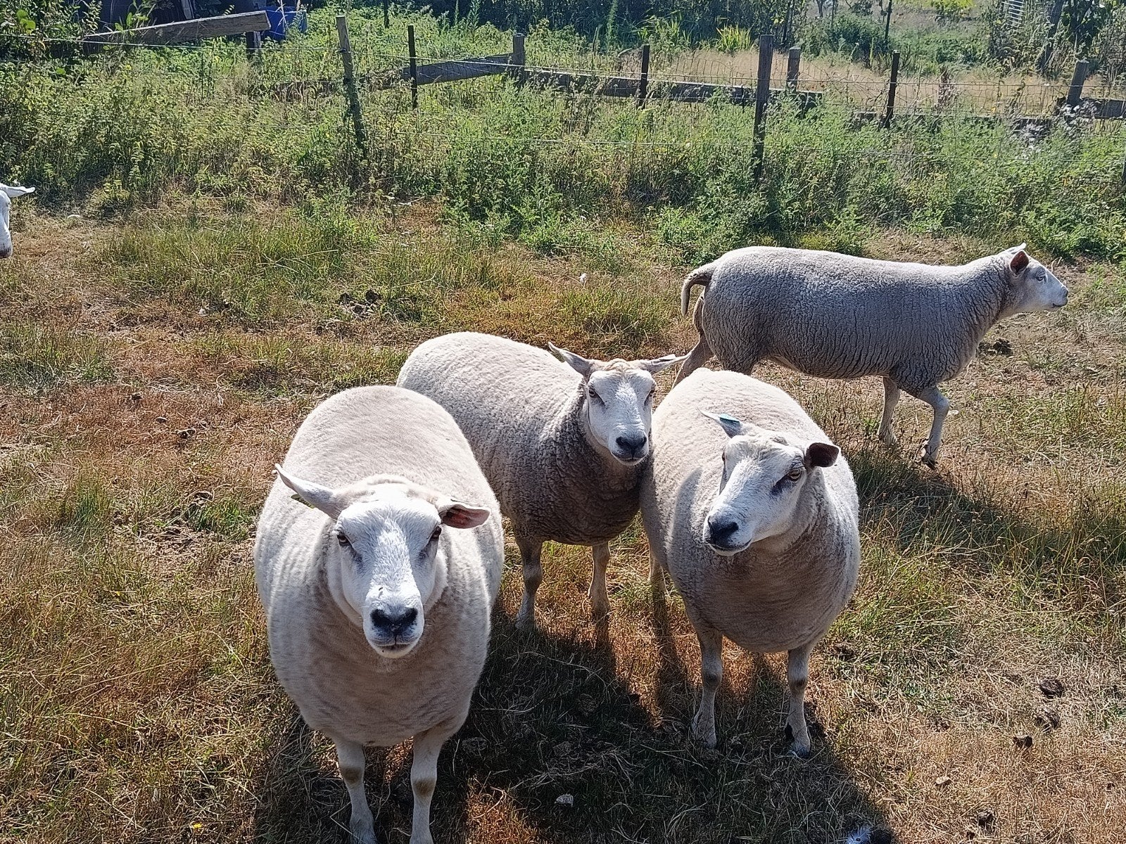 kudde schapen, Dieren en Toebehoren, Schapen, Geiten en Varkens