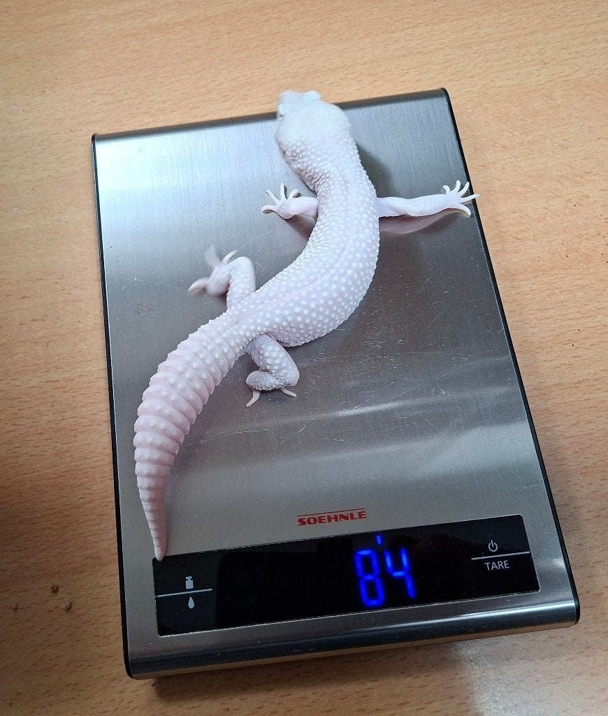 1.0 (super?) Giant diablo blanco luipaardgecko, Dieren en Toebehoren, Hagedis, Tam, 0 tot 2 jaar
