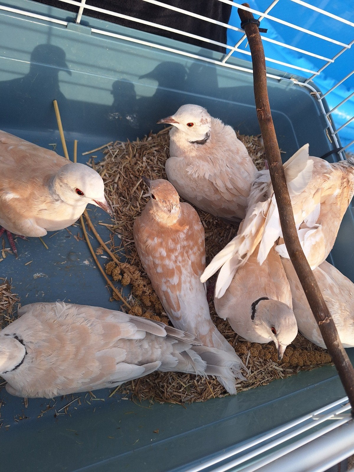 Tourterelle, Animaux & Accessoires, Oiseaux | Oiseaux Autre