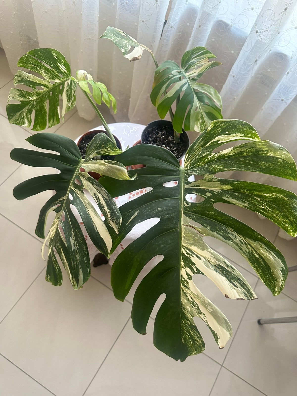 Monstera albo variegata boutures, Maison & Meubles, Plantes d'intérieur, Autres espèces, En pot, Moins de 100 cm, Enlèvement