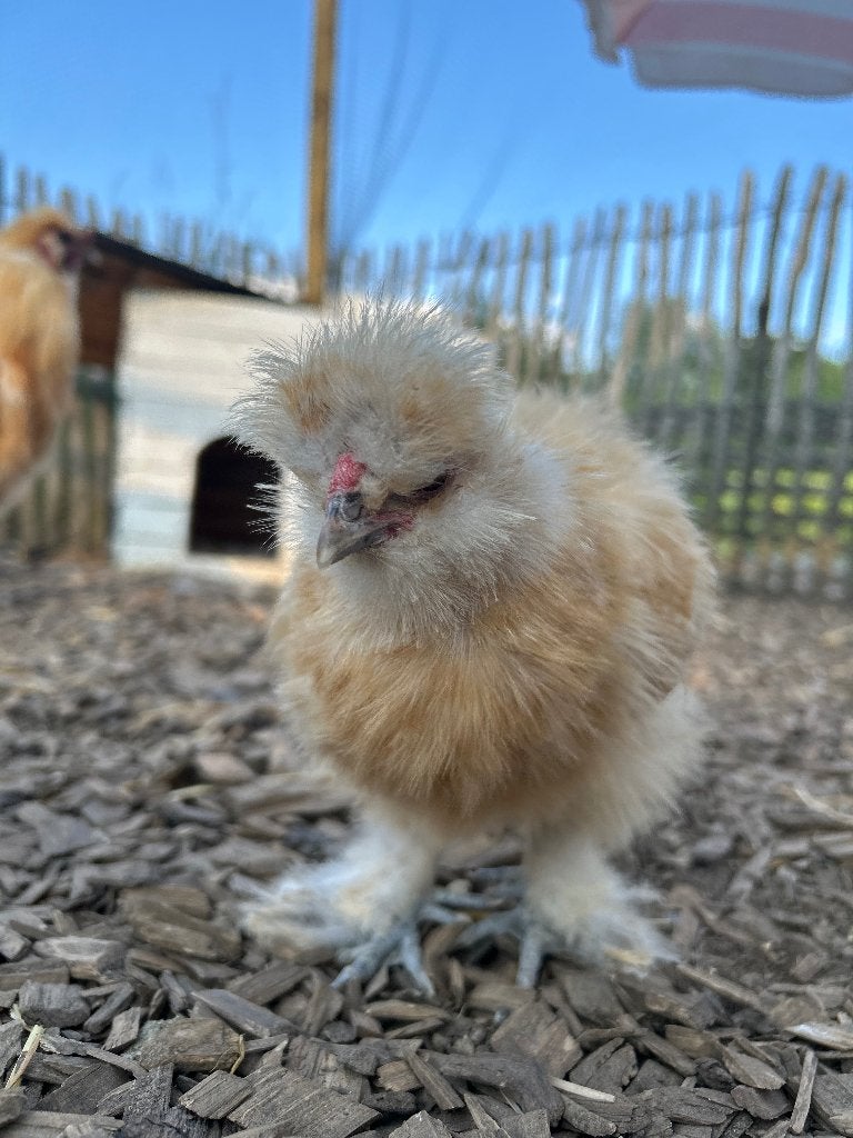 Zijdehoenkuikens  (eind april geboren), Dieren en Toebehoren, Vogels | Overige Vogels, Geslacht onbekend, Tam