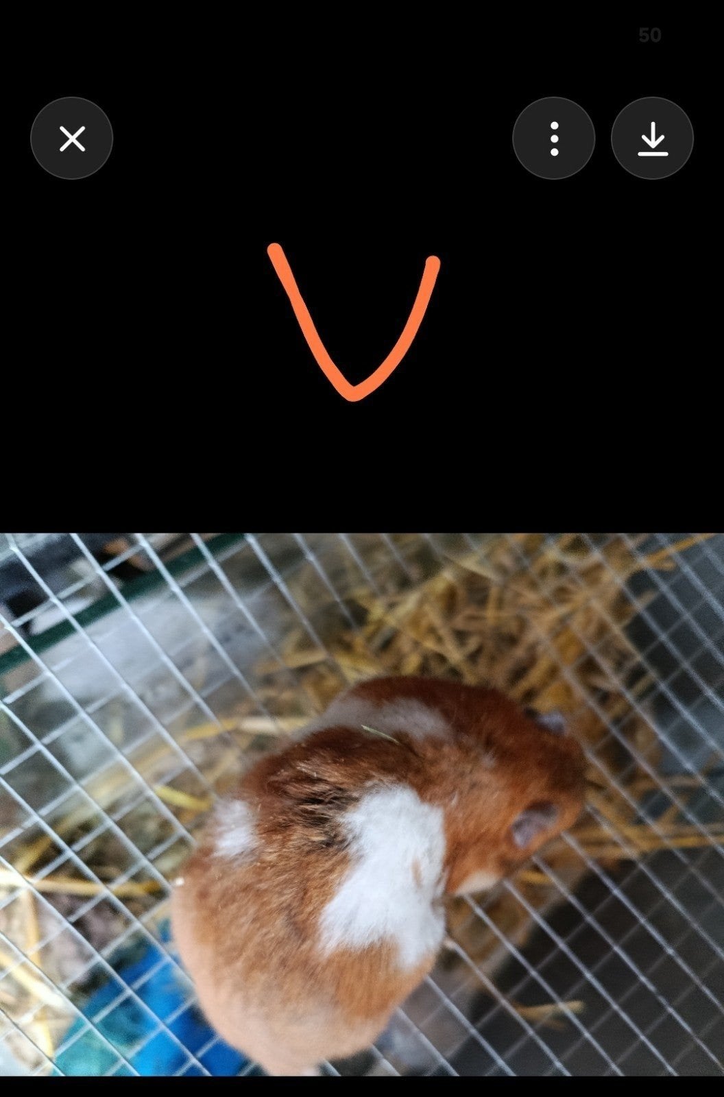 hamsters dorés, Hamster, Mars, Domestique, Plusieurs animaux