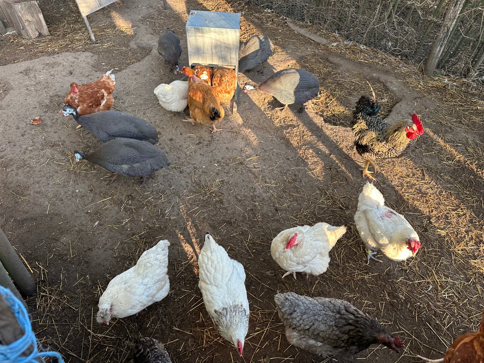 Groep van 18 Gezonde Kippen – Stopzetten Hobby, Dieren en Toebehoren, Pluimvee