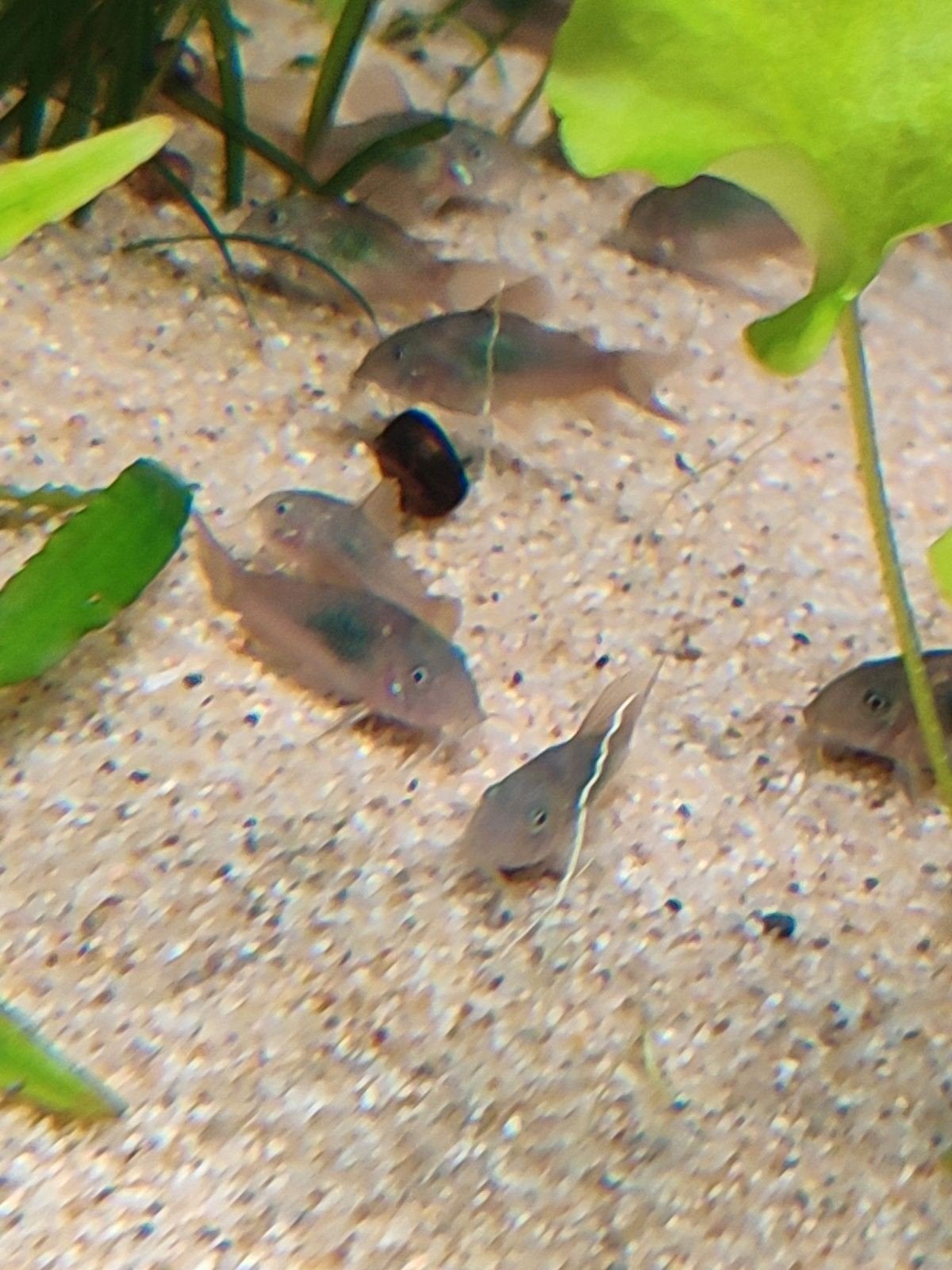 Corydoras aeneus brons, Dieren en Toebehoren, Vis, Zoetwatervis, Schoolvis
