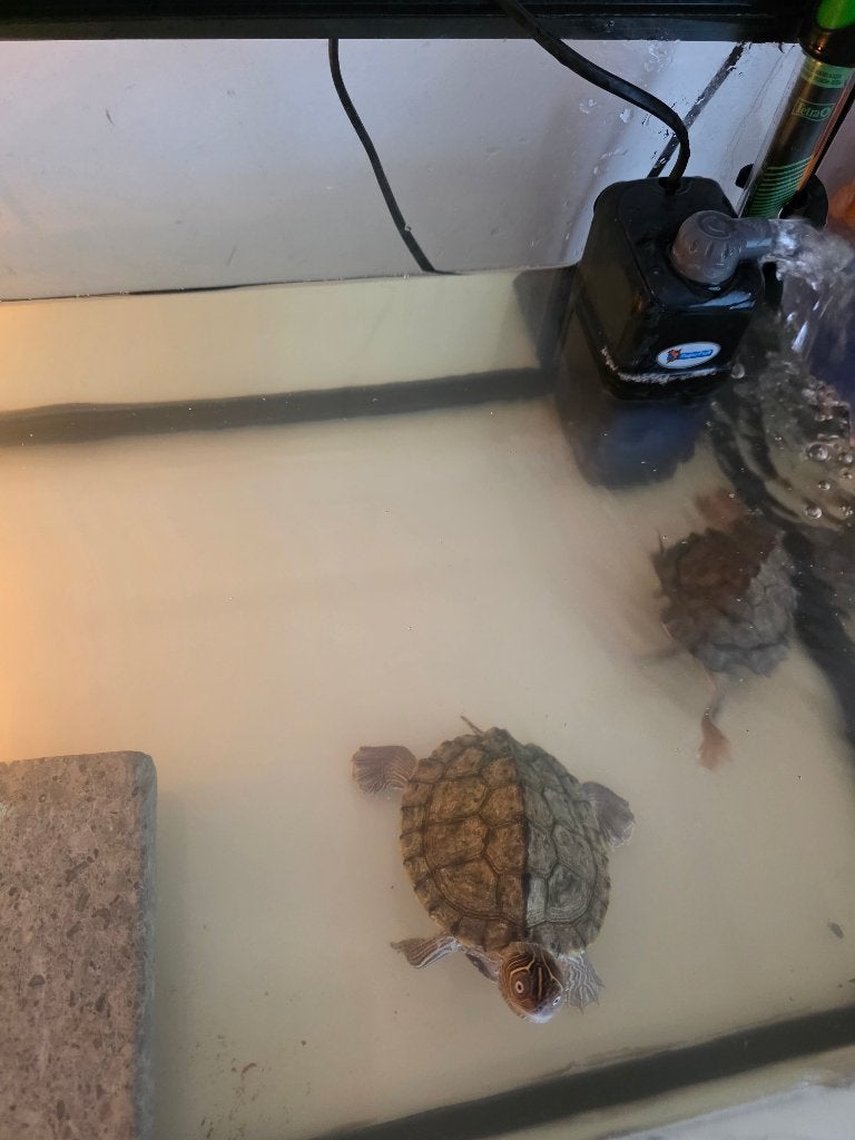 Schildpadden met terrarium, Dieren en Toebehoren, Met terrarium