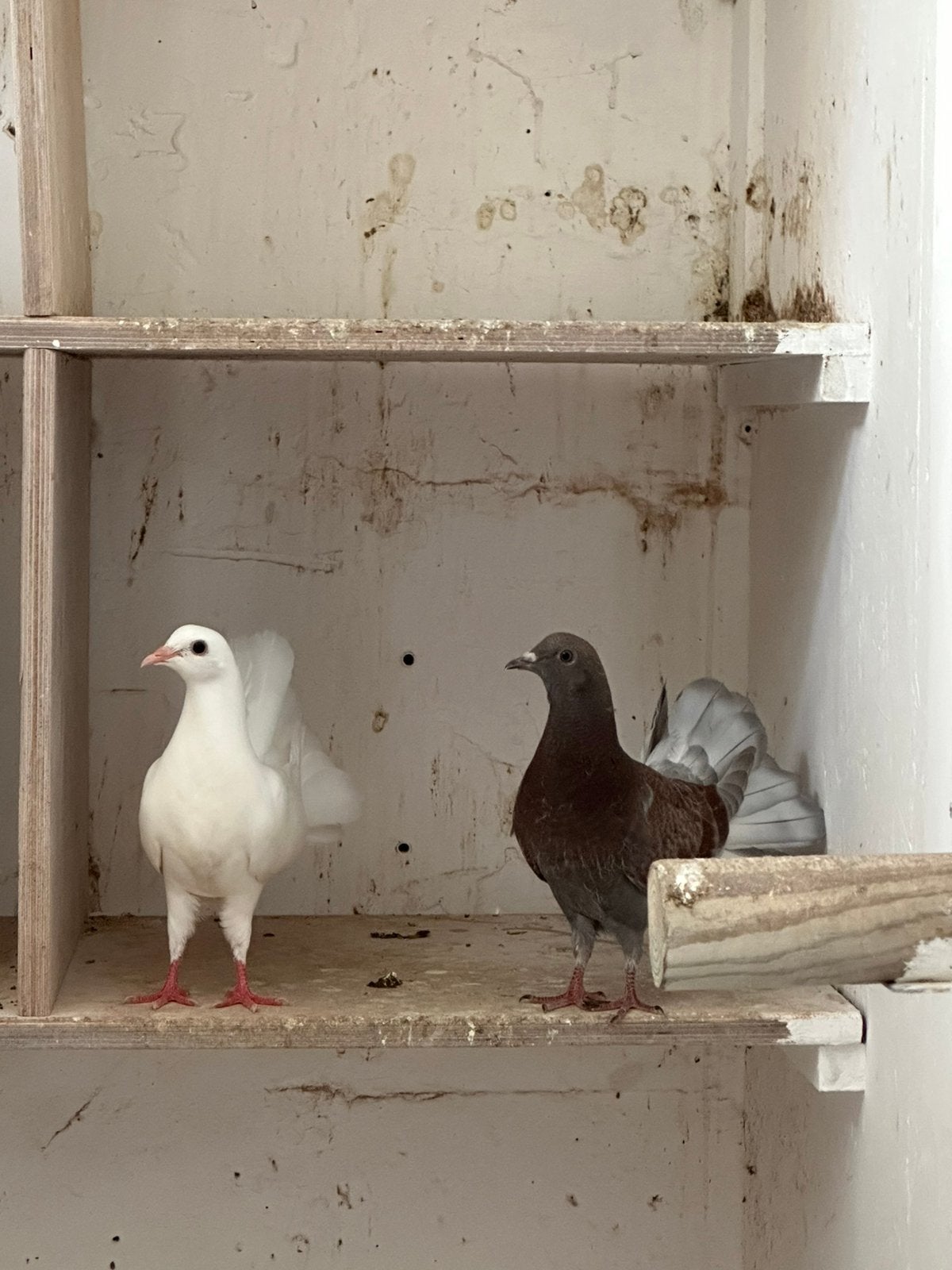 Pauwstaart duifjes, Dieren en Toebehoren