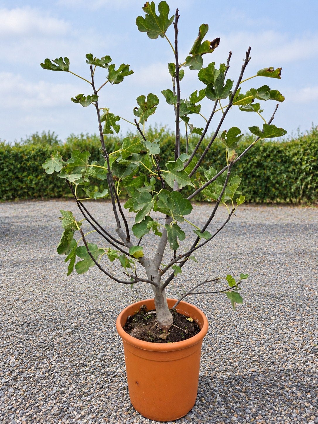 Vijgenstruik - Ficus Carica 'Ronde de Bordeaux', Enlèvement, Ombre partielle
