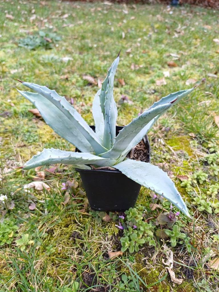 Agave Americana, nog 2 beschikbaar, Enlèvement