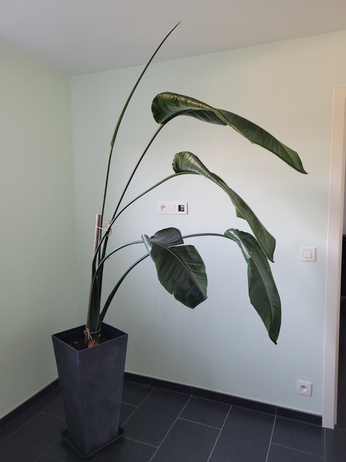 Strelitzia Nicolai, Huis en Inrichting, Kamerplanten, Ophalen