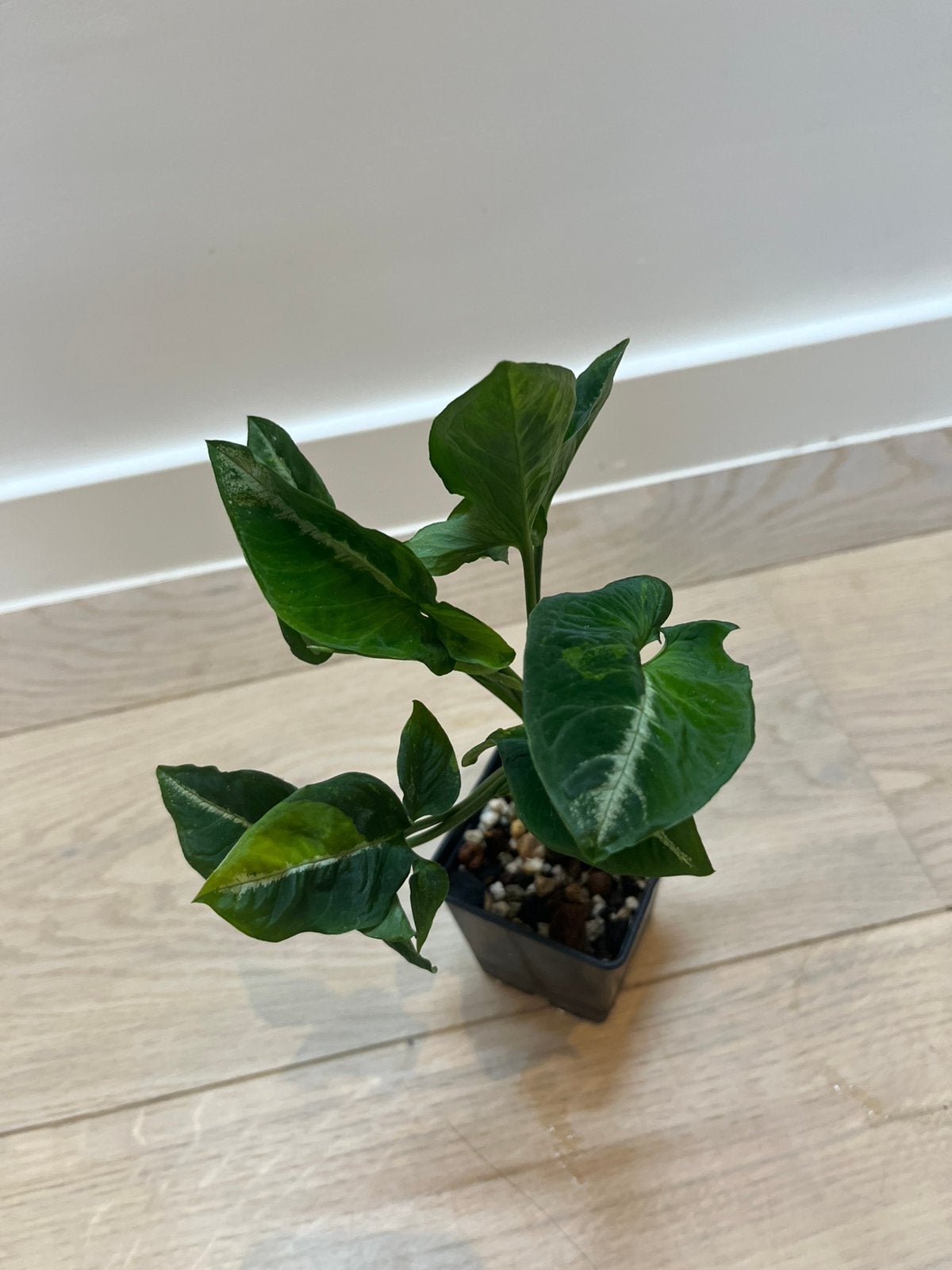 Œufs brouillés Variegata de Syngonium Wendlanii, Envoi