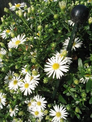 Aster Ashvi, Tuin en Terras, Ophalen