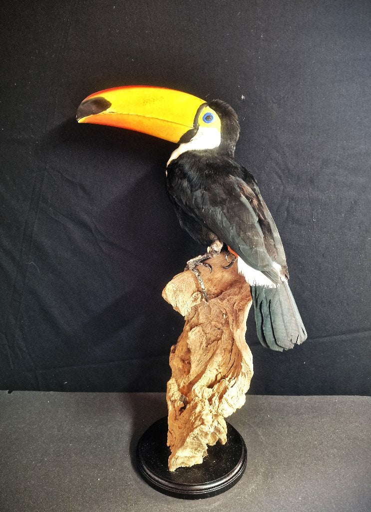 mooie overleden vogels te koop gevraagd.., Meerdere dieren, Papegaai, Geringd