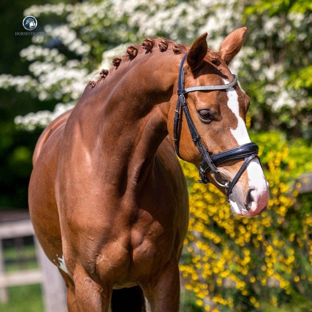 5jarige unieke dressuurmerrie, Cheval de dressage, L, 160 à 165 cm, Jument