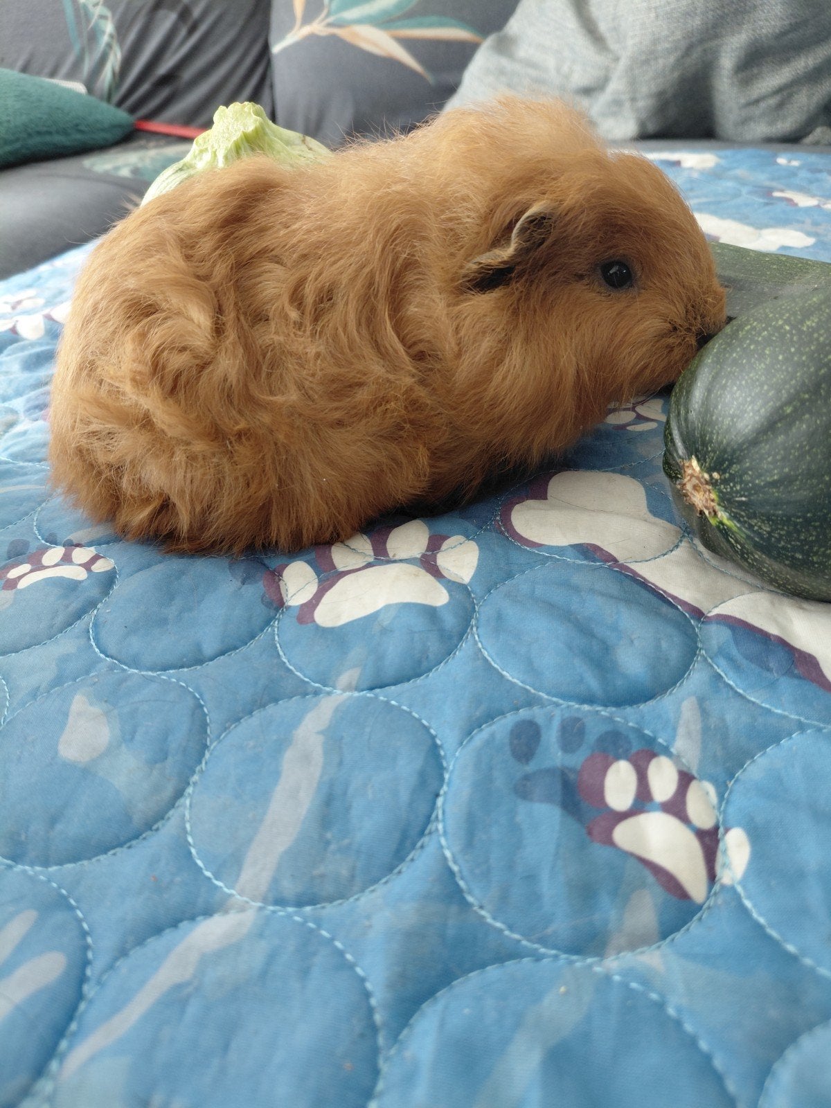 Cavia, cobaye ch teddy, Animaux & Accessoires, Rongeurs, Mâle, Cobaye, Juin, Domestique