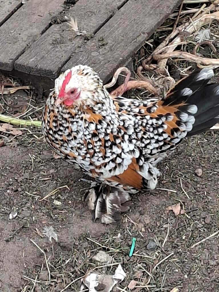 Koppel Nederlandse Sabelpootkriel hen + haan, Dieren en Toebehoren