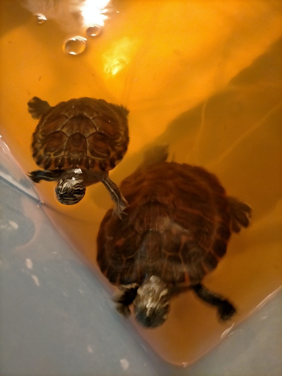 2 waterschildpadden met filterpomp, Dieren en Toebehoren, Schildpad, Tam, 0 tot 2 jaar