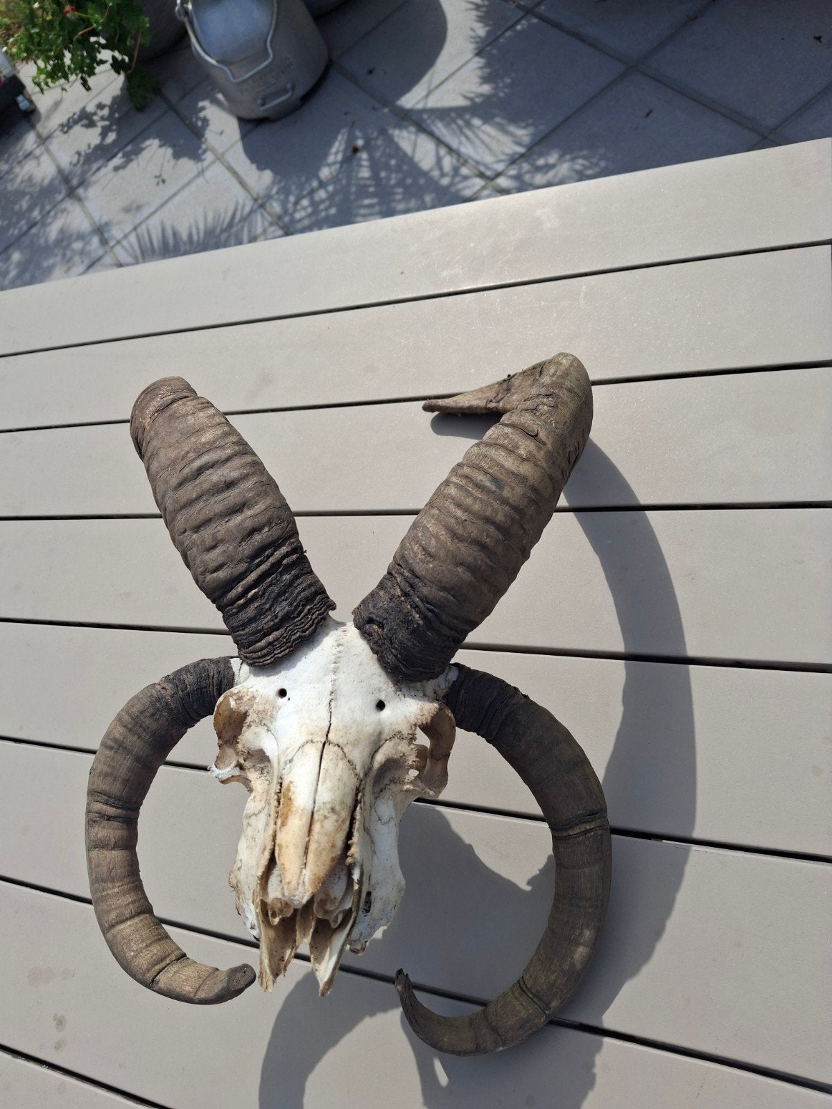 schedel 4 horenschaap, Ophalen of Verzenden, Schedel