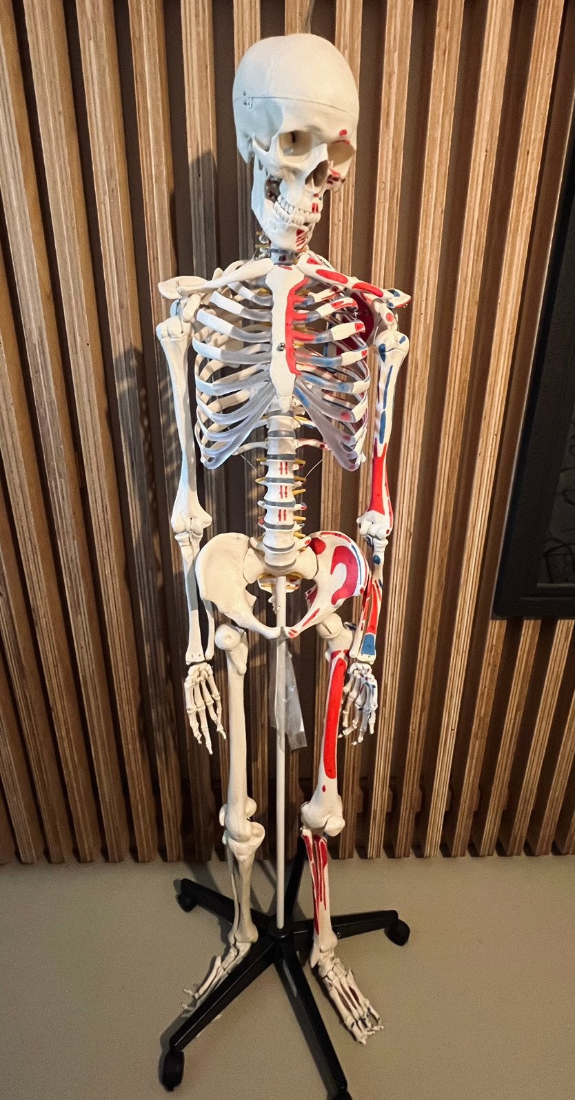 Anatomie skelet, Diversen, Schoolbenodigdheden, Ophalen of Verzenden, Nieuw