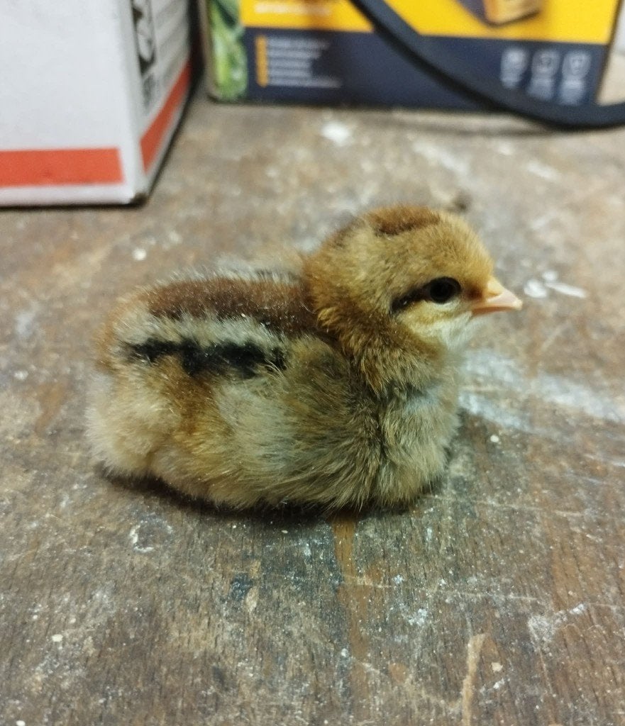 kuikens leghorn goudpatrijs, Dieren en Toebehoren, Pluimvee, Geslacht onbekend, Kip