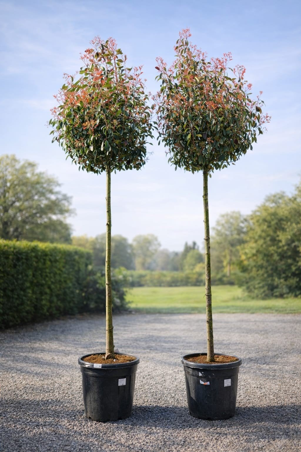 Photinia Fras. Red Robin - Glansmispel hoogstam, Enlèvement