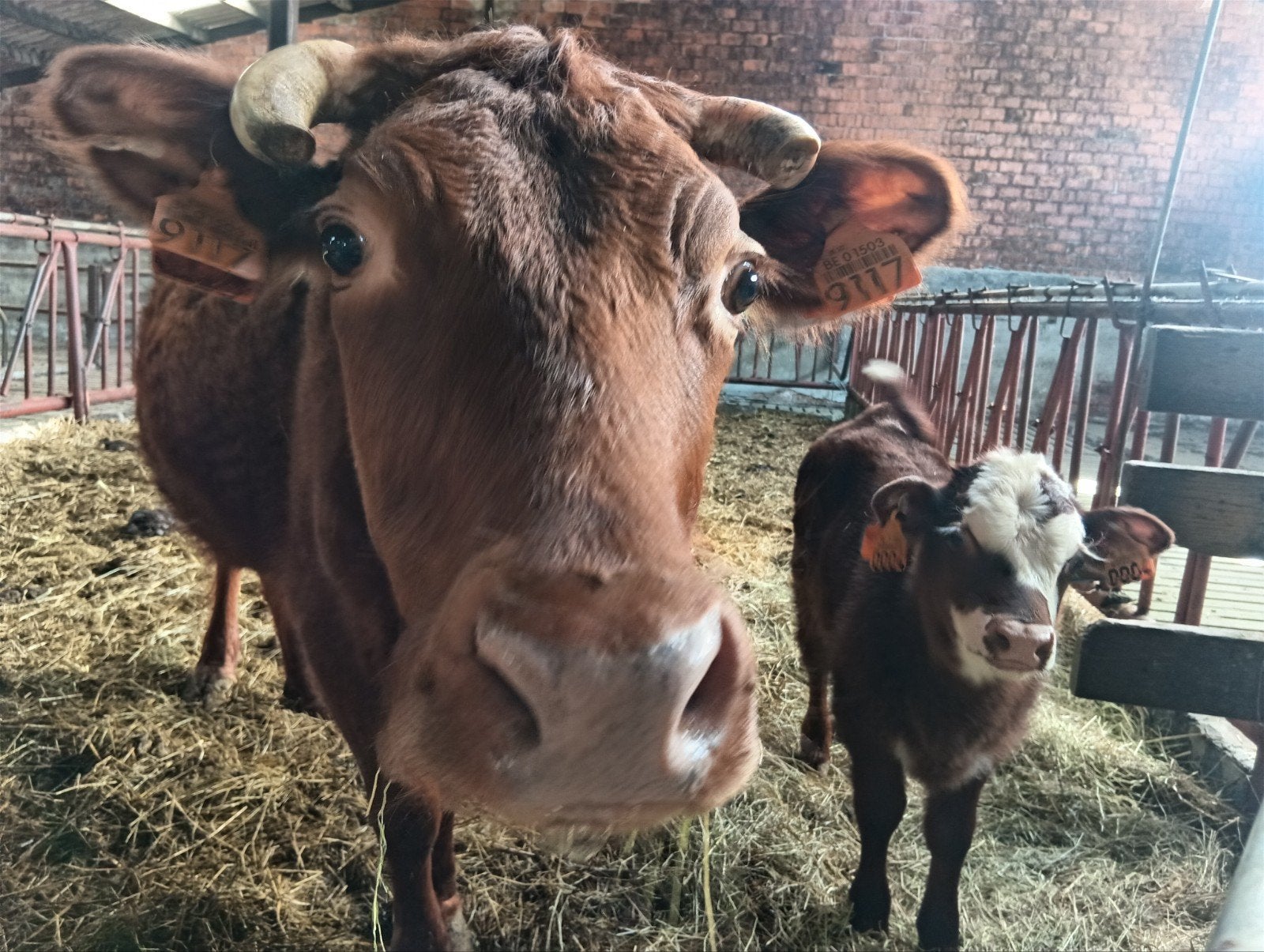 Dexter koe met stierkalf, Dieren en Toebehoren