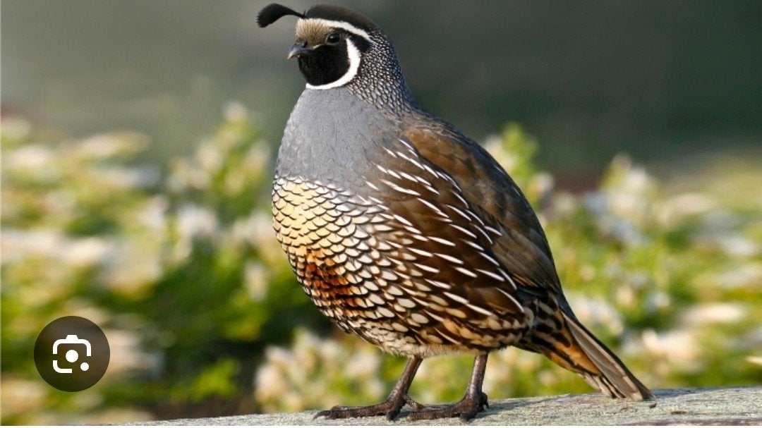 california hennetje te koop, Dieren en Toebehoren, Vrouwelijk