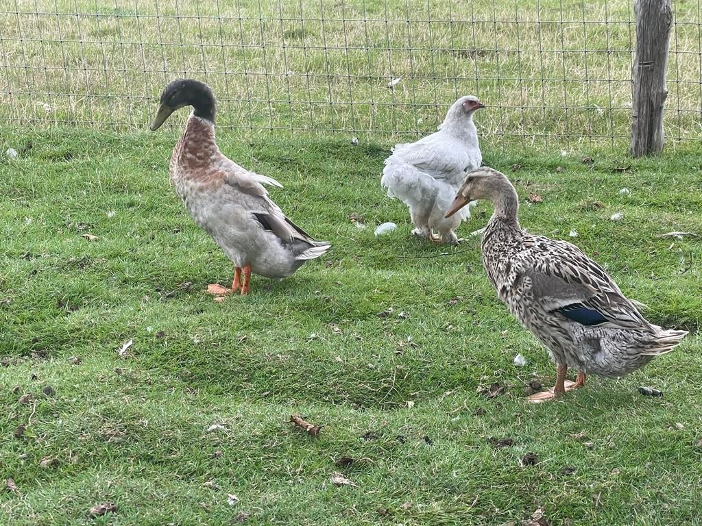 Oeuf canard coureur indien fécondé, Enlèvement, Neuf, Couveuse