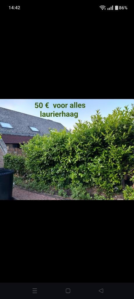 Alles moet weg, zelf komen uitgraven. Ook framboos braam., Ophalen, Laurier, Haag, 250 cm of meer