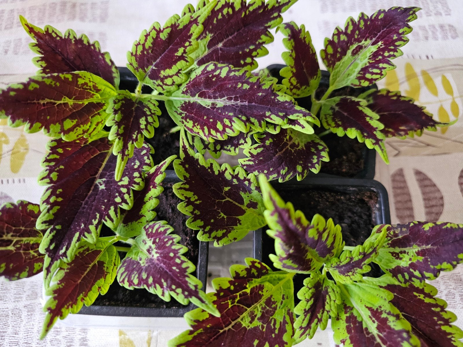 Coleus 3€ le pot, Ophalen
