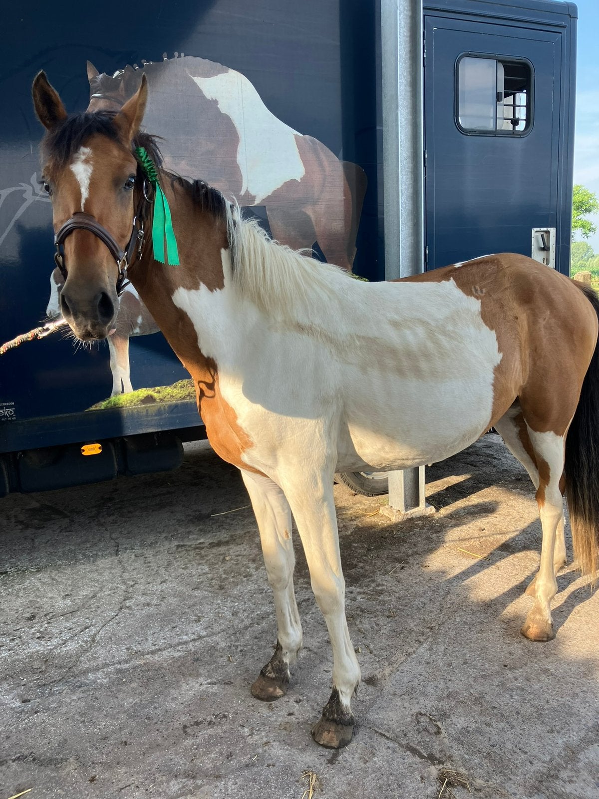 Sportpony, Dieren en Toebehoren, Pony's, E pony (1.48m - 1.57m), Met stamboom, Ruin, Springpony