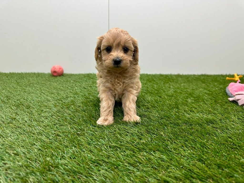 Nestje Maltipoo pups