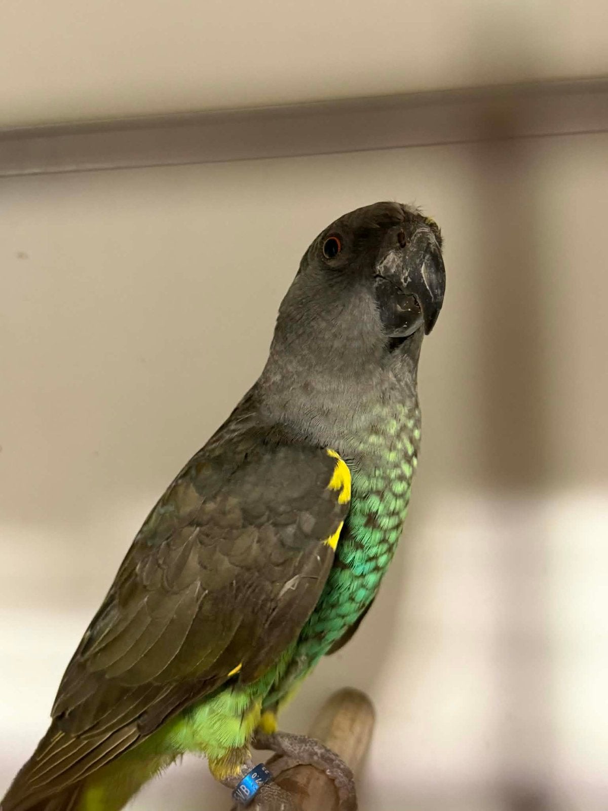 Meyer reichenowi man 2023, Mâle, Perroquet, Bagué
