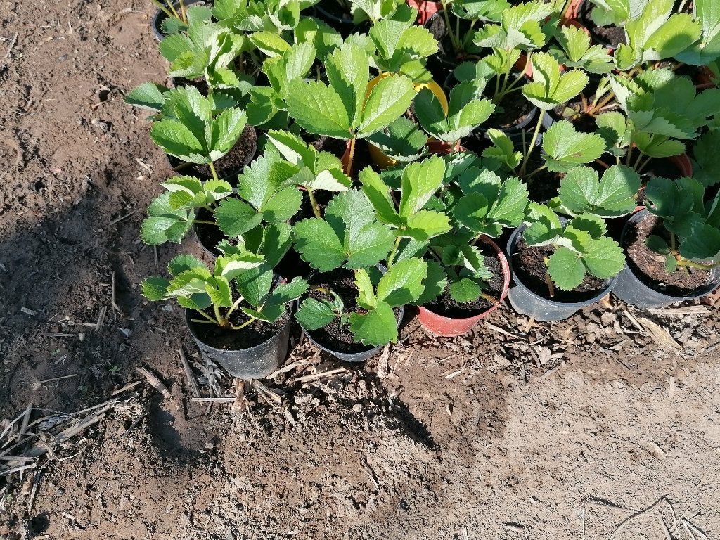 Aardbeiplanten, Tuin en Terras, Ophalen, Volle zon, Groenteplanten, Tweejarig