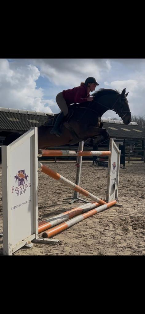 Springpaard ruin v. Elbarone, Dieren en Toebehoren, Paarden, Springpaard, Met stamboom, Ruin, M