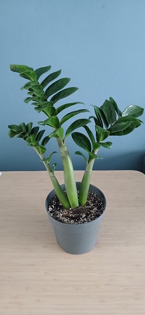 zz zenzi, Groene kamerplant, Ophalen, Overige soorten, Minder dan 100 cm