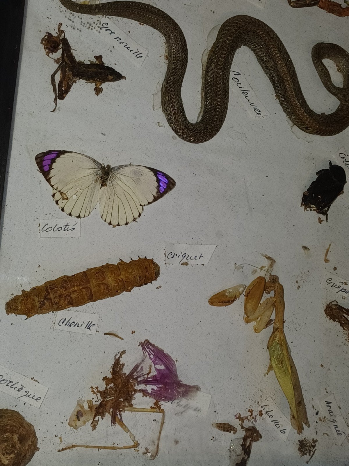 lot de 2 vitrines insectes naturalises.