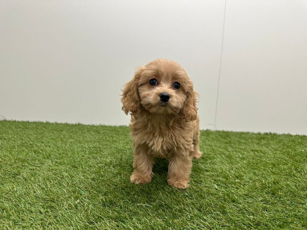 Cavapoo pups, België, 8 tot 15 weken, Parvo, Meerdere