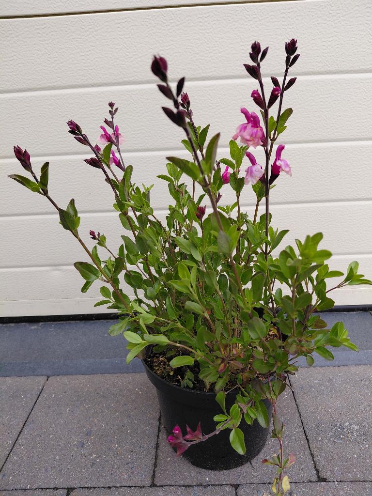 Salvia, Tuin en Terras, Planten | Tuinplanten, Ophalen