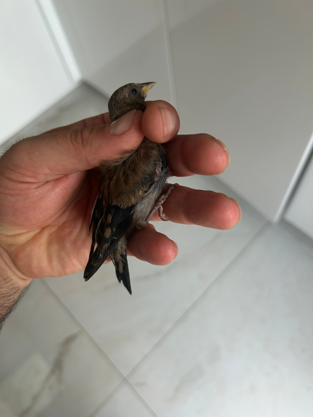 Distelvink zwart 2026, Dieren en Toebehoren, Geslacht onbekend, Geringd
