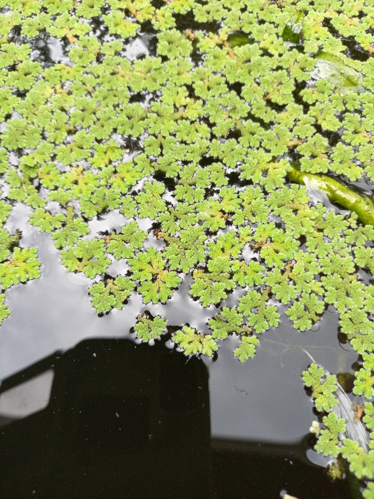Azolla / watervaren te koop, Ophalen