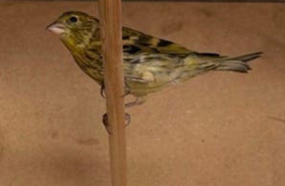 Sijs x Canary 2026 mâle, Animaux & Accessoires, Oiseaux | Oiseaux Autre, Mâle