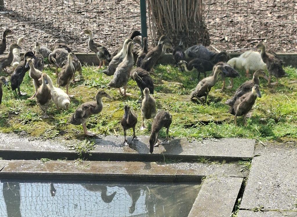 Loop eenden, Dieren en Toebehoren, Pluimvee, Eend