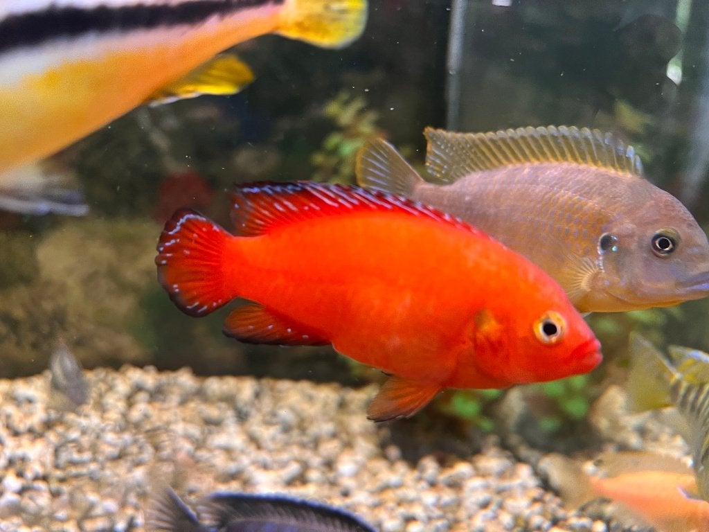 Hemichromis Exsul/ cichlide, Dieren en Toebehoren, Vis, Zoetwatervis